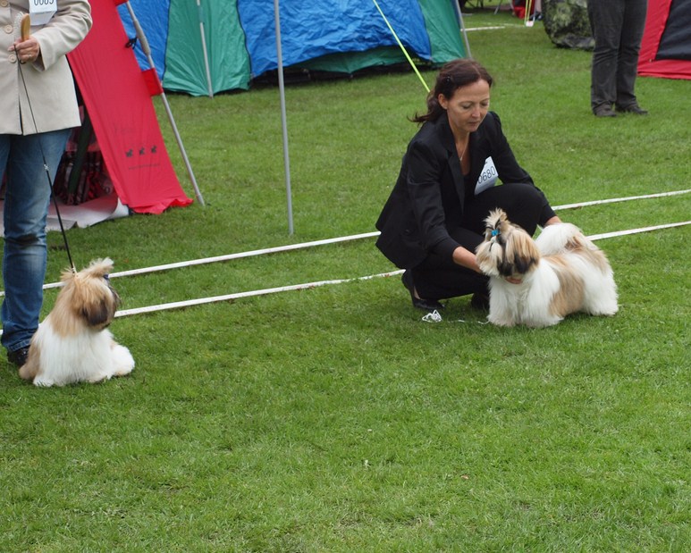 Shih Tzu Danmark
